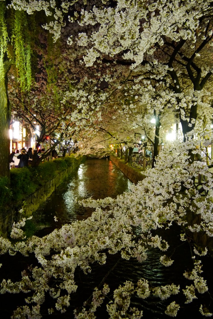京都高瀨川 夜櫻