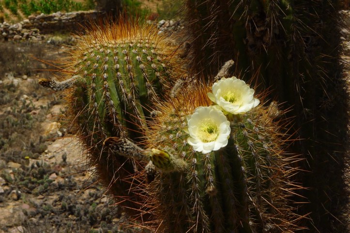 p1100843-%e8%a4%87%e8%a3%bd