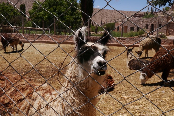 p1120052-%e8%a4%87%e8%a3%bd