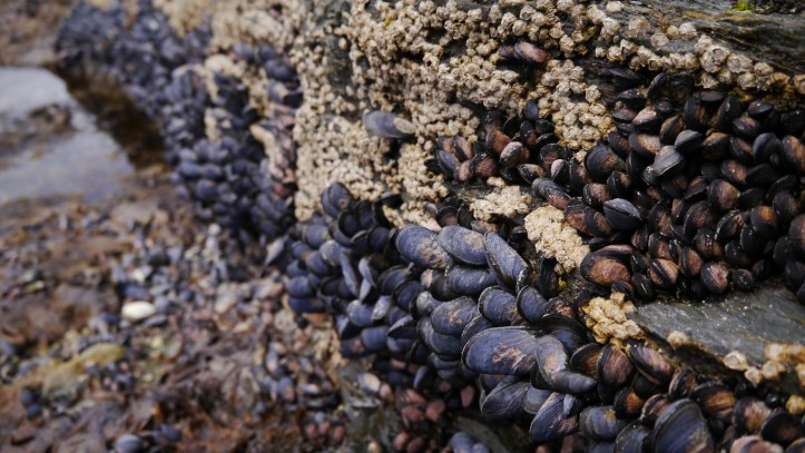 p1120879-%e8%a4%87%e8%a3%bd