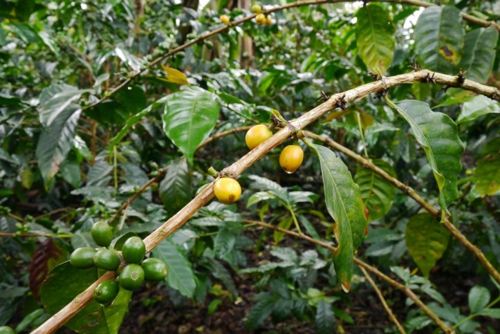 p1130280-%e8%a4%87%e8%a3%bd